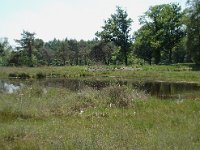 NL, Noord-Brabant, Goirle, Regte Heide, mere 3, Saxifraga-Willem van Kruijsbergen