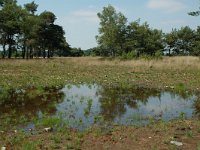 NL, Noord-Brabant, Goirle, Regte Heide, restored mere 5, Saxifraga-Willem van Kruijsbergen