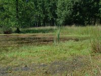 NL, Noord-Brabant, Goirle, Regte Heide, restored wouwer 4, Saxifraga-Willem van Kruijsbergen