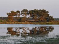 NL, Noord-Brabant, Heeze-Leende, Klein Kraanven in Groote Heide 6, Saxifraga-Tom Heijnen