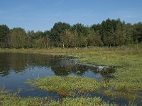 NL, Noord-Brabant, Loon op Zand, Huis ter Heide 11, Saxifraga-Willem van Kruijsbergen