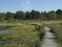 NL, Noord-Brabant, Loon op Zand, Huis ter Heide 15, Saxifraga-Willem van Kruijsbergen