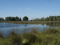 NL, Noord-Brabant, Loon op Zand, Huis ter Heide 7, Saxifraga-Willem van Kruijsbergen