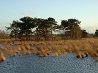 NL, Noord-Brabant, Loon op Zand, Leikeven 3, Saxifraga-Jan van der Straaten