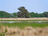 NL, Noord-Brabant, Oirschot, Kromven in Landschotse Heide 3, Saxifraga-Tom Heijnen