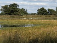 NL, Noord-Brabant, Oirschot, Landschotsche Heide 2, Saxifraga-Jan van der Straaten