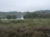 NL, Noord-Brabant, Oisterwijk, Belversven 2, Saxifraga-Willem van Kruijsbergen