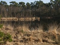 NL, Noord-Brabant, Oisterwijk, Brandven 1, Saxifraga-Jan van der Straaten