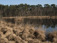 NL, Noord-Brabant, Oisterwijk, Brandven 2, Saxifraga-Jan van der Straaten