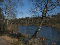 NL, Noord-Brabant, Oisterwijk, Groot Aderven 2, Saxifraga-Jan van der Straaten