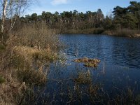 NL, Noord-Brabant, Oisterwijk, Groot Aderven 3, Saxifraga-Jan van der Straaten