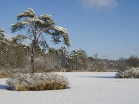 NL, Noord-Brabant, Oisterwijk, Voorste Goorven 9, Saxifraga-Jan van der Straaten