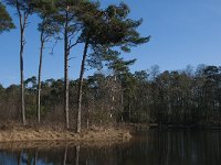 NL, Noord-Brabant, Oisterwijk, Witven 3, Saxifraga-Jan van der Straaten