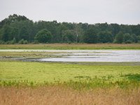 NL, Noord-Brabant, Reusel-De Mierden, Beleven 2, Saxifraga-Tom Heijnen