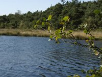 NL, Noord-Brabant, Reusel-De Mierden, De Flaes 10, Saxifraga-Jan van der Straaten