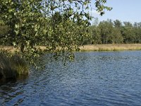 NL, Noord-Brabant, Reusel-De Mierden, De Flaes 9, Saxifraga-Jan van der Straaten