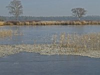 NL, Noord-Brabant, Someren, Beuven 24, Saxifraga-Jan van der Straaten