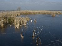 NL, Noord-Brabant, Someren, Beuven 3, Saxifraga-Jan van der Straaten