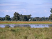 NL, Noord-Brabant, Someren, Starven 4, Saxifraga-Tom Heijnen