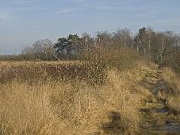 NL, Noord-Brabant, Valkenswaard, Grevenschutsven 7, Saxifraga-Marijke Verhagen