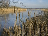 NL, Noord-Brabant, Valkenswaard, Grevenschutsven 8, Saxifraga-Marijke Verhagen