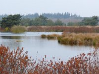 NL, Noord-Brabant, Valkenswaard, Vaarvennen in De Malpie 3, Saxifraga-Tom Heijnen