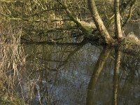 NL, Noord-Brabant, Valkenswaard, fishponds 27, Saxifraga-Jan van der Straaten