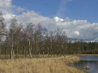 NL, Noord-Brabant, Woensdrecht, de Zoom, Bronven 7, Saxifraga-Jan van der Straaten