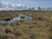 NL, Noord-Brabant, Woensdrecht, de Zoom, Kortenhoeff 1, Saxifraga-Jan van der Straaten