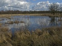 NL, Noord-Brabant, Woensdrecht, de Zoom, Kortenhoeff 3, Saxifraga-Jan van der Straaten