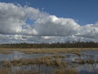 NL, Noord-Brabant, Woensdrecht, de Zoom, Kortenhoeff 4, Saxifraga-Jan van der Straaten