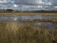 NL, Noord-Brabant, Woensdrecht, de Zoom, Kortenhoeff 5, Saxifraga-Jan van der Straaten