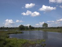 NL, Overijssel, Haaksbergen, Buurserzand 5, Saxifraga-Luc Hoogenstein