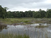 NL, Overijssel, Haaksbergen, Buurserzand, Buursermeertje 7, Saxifraga-Willem van Kruijsbergen