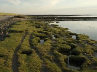 D, Schleswig-Holstein, Nordstrand, Puettenwarft 2, Saxifraga-Jan van der Straaten