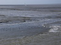 NL, Friesland, Ameland, Dantziggat 29, Saxifraga-Hans Boll