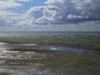 NL, Friesland, Vlieland, Wad 6, Saxifraga-Hans Boll