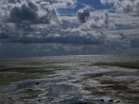 NL, Friesland, Vlieland, Wad 8, Saxifraga-Hans Boll