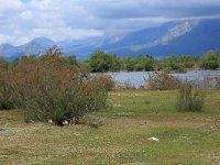 AL, Shkoder, Shkoder 41, Saxifraga-Hans Boll