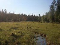 FIN, Oulu,Kuusamo, Oulanka NP 3, Saxifraga-Dirk Hilbers