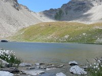 F, Alpes-de-Haute-Provence, Allos, Col de la Petite Cayolle 1, Saxifraga-Tom Heijnen