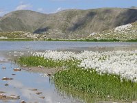 F, Alpes-de-Haute-Provence, Allos, Col de la Petite Cayolle 7, Saxifraga-Tom Heijnen