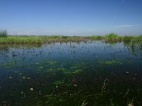 H, Hadju-Bihar, Egyek pusztakocs 3, Saxifraga-Dirk Hilbers