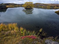 IS, Nordurland eystra, Nordurbing, Myvatn 13, Saxifraga-Dick Hoogenboom