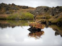 IS, Nordurland eystra, Nordurbing, Myvatn 20, Saxifraga-Dick Hoogenboom