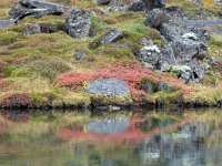 IS, Nordurland eystra, Nordurbing, Myvatn 23, Saxifraga-Dick Hoogenboom