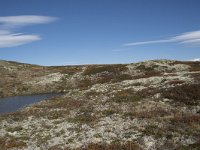 N, Buskerud, Hol, Fagerheim 3, Saxifraga-Willem van Kruijsbergen