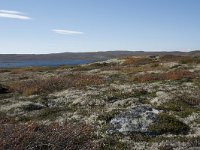 N, Buskerud, Hol, Fagerheim 6, Saxifraga-Willem van Kruijsbergen