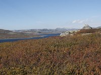 N, Buskerud, Hol, Orteren 12, Saxifraga-Willem van Kruijsbergen