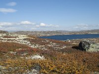 N, Hordaland, Eidfjord, Repsetjornane 17, Saxifraga-Annemiek Bouwman